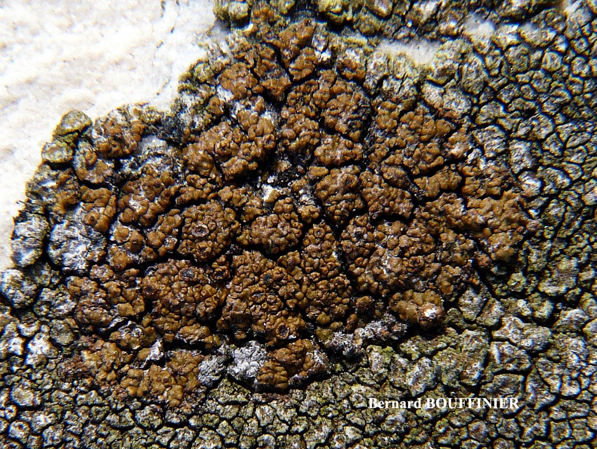 Protoparmelia montagnei chemo aquilina forme de régénérescence.